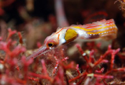 Pipefish. by Dray Van Beeck 